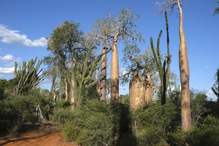 Eric Ferment Photographies Madagascar