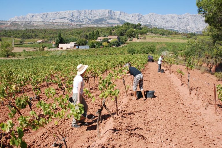 Eric Ferment Photographies VENDANGES YANNICK